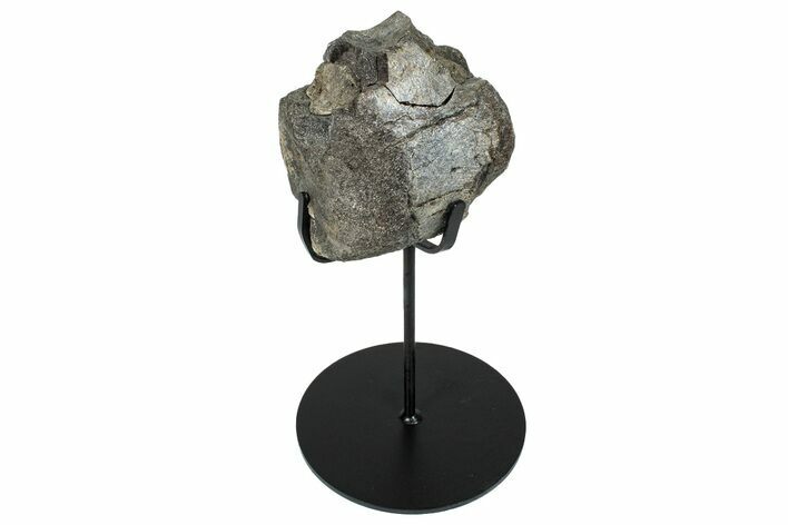 Fossil Hadrosaur Caudal Vertebra w/ Metal Stand - Texas #250260